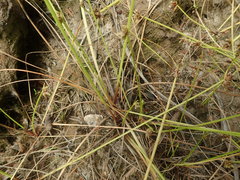 Isolepis distigmatosa