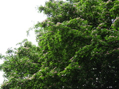 Crataegus × media