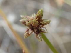 Isolepis distigmatosa