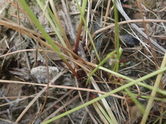 Isolepis distigmatosa