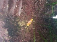 Doriopsilla albopunctata