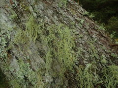 Usnea dasaea