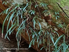 Haplopteris ensiformis