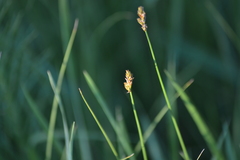 Carex bicknellii