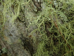 Usnea dasaea
