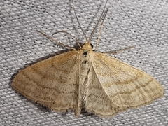 Idaea macilentaria