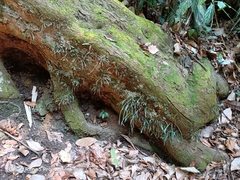 Haplopteris ensiformis