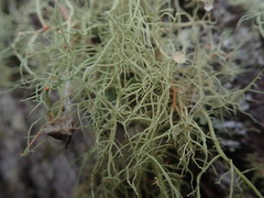 Usnea dasaea