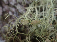 Usnea dasaea