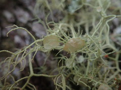 Usnea dasaea