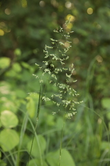 Poa trivialis sylvicola