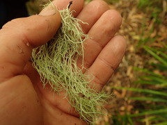 Usnea nidifica