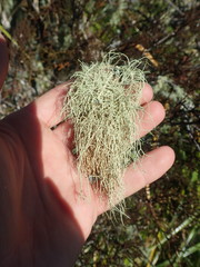 Usnea dasaea
