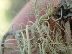 Usnea dasaea