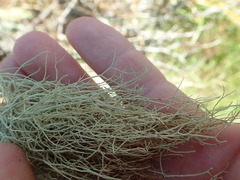 Usnea dasaea