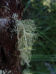 Usnea subeciliata