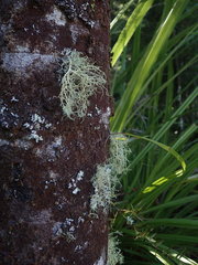 Usnea subeciliata