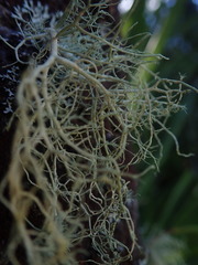 Usnea subeciliata