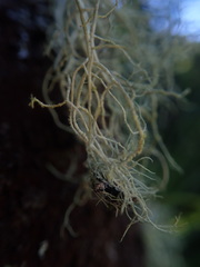 Usnea subeciliata
