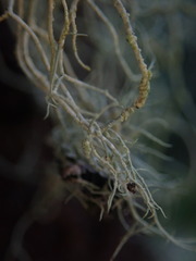Usnea subeciliata