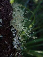 Usnea subeciliata