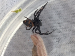 Synema globosum