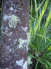 Usnea subeciliata