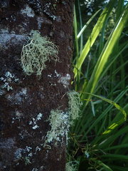 Usnea subeciliata