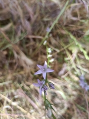 Campanula rapunculus