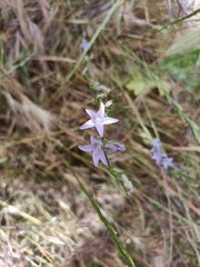 Campanula rapunculus