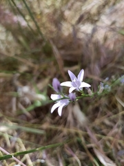 Campanula rapunculus