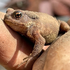 Bufo spinosus