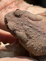 Bufo spinosus