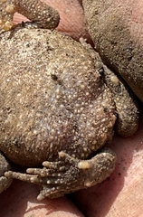 Bufo spinosus