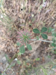 Trifolium hirtum