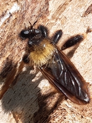 Laphria flava