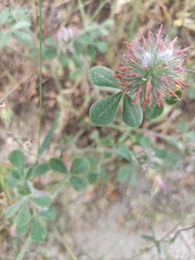 Trifolium hirtum