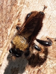 Laphria flava