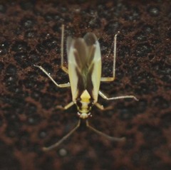 Dryophilocoris kerzhneri