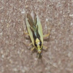 Dryophilocoris kerzhneri