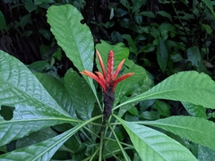 Aphelandra crenata