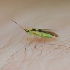 Dryophilocoris kerzhneri