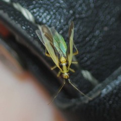 Dryophilocoris kerzhneri