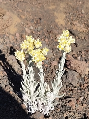 Pseudognaphalium sandwicensium