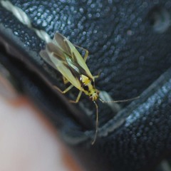 Dryophilocoris kerzhneri