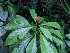 Aphelandra crenata