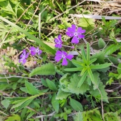 Primula sieboldii