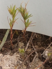 Minuartia campestris