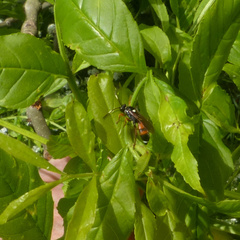 Agrothereutina