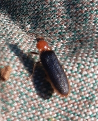 Denticollis linearis